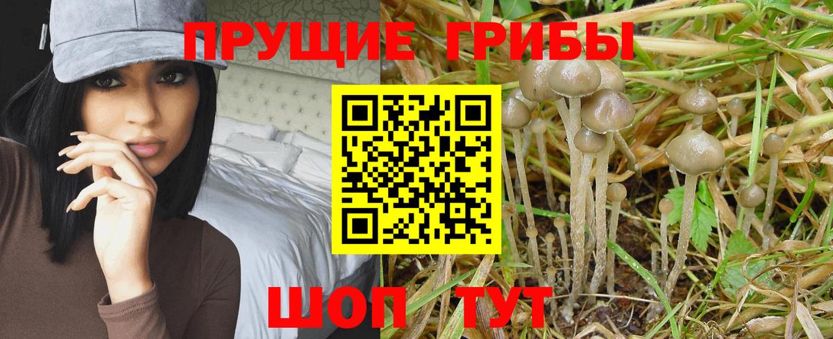 Галлюциногенные грибы прущие грибы  Галлюциногенные грибы GOLDEN TEACHER  Долгопрудный  Вход с VPN 
